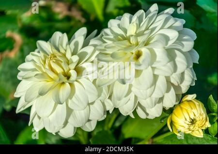 Dahlia 'Gallery Art Fair' une fleur blanche d'été fleur usine de tubercules, photo de stock image Banque D'Images