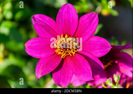 Dahlia 'Brantwood' une fleur rose magenta fleur d'été Tuber plante, photo de stock image Banque D'Images