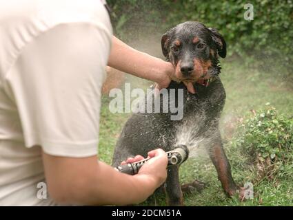 Chien chiot mignon prenant un bain ou une douche. Arrière-plan du jardin. Banque D'Images