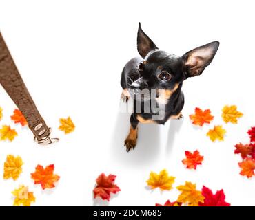 le chien courant de prague attend le propriétaire pour jouer et aller pour une promenade avec la laisse, isolée sur fond blanc en automne ou en automne avec des feuilles Banque D'Images