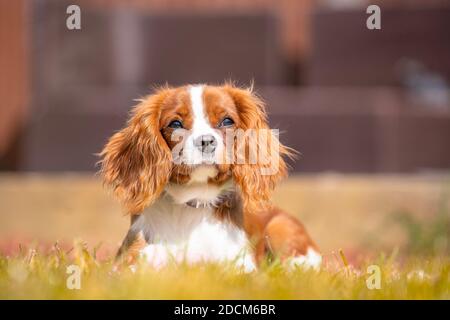 Cavalier King Charles Spaniel sitting on grass Banque D'Images