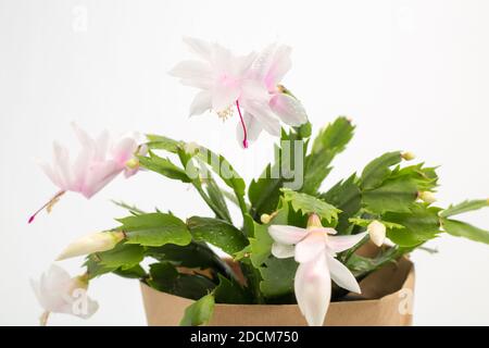 Floraison Schlumbergera. Une fleur de cactus de Noël maison sur un fond blanc isolé. Banque D'Images