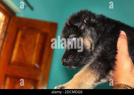 mignon petit berger allemand chiot mignon shapeherd allemand papier peint Banque D'Images