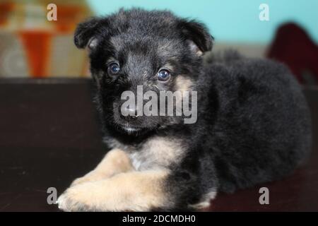 mignon petit berger allemand chiot mignon shapeherd allemand papier peint Banque D'Images