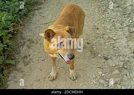 Chien mongrel marron debout sur une route de terre sur la campagne roumaine, vue à grand angle - Canis lupus familiaris Banque D'Images