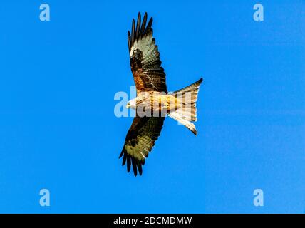 CERF-VOLANT MILVUS MILVUS ROUGE UN GRAND CERF-VOLANT DANS UN CIEL BLEU D'ÉTÉ Banque D'Images