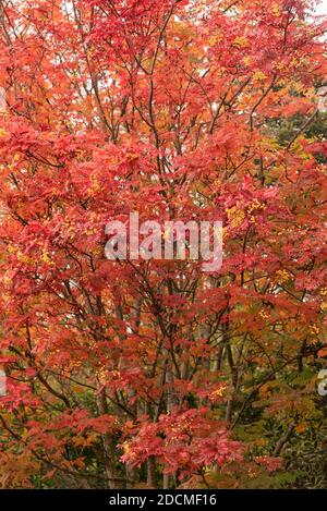 Sorbus aucuparia 'Joseph Rock' pendant l'automne Banque D'Images