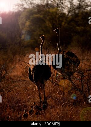 Autruche sud-africaine (Struthio camelus australis), paire de poussins Banque D'Images