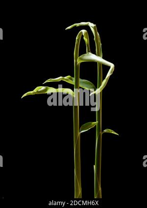 Ingewer, Zingiber officinale ist eine Pflanzenart aus der Familie der Ingwergewaechse. Sie ist eine wichtige Heil- und Gewuerzpflanze. Gingembre, Zingib Banque D'Images