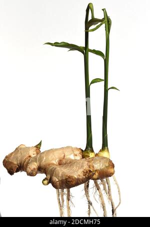 Ingewer, Zingiber officinale ist eine Pflanzenart aus der Familie der Ingwergewaechse. Sie ist eine wichtige Heil- und Gewuerzpflanze. Gingembre, Zingib Banque D'Images