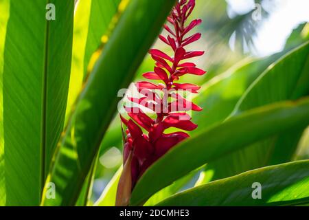 Alpinia purpurata, également connu sous le nom de Red Ginger Banque D'Images