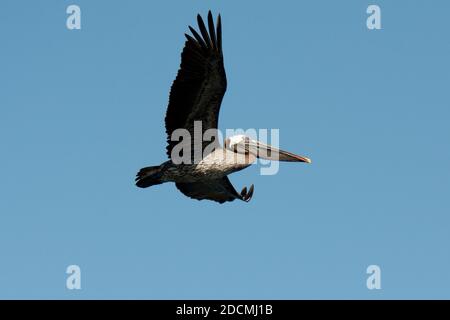 Pélican brun volant à Tage Cove, sur l'île Isabela, dans l'archipel des Galapagos. Banque D'Images