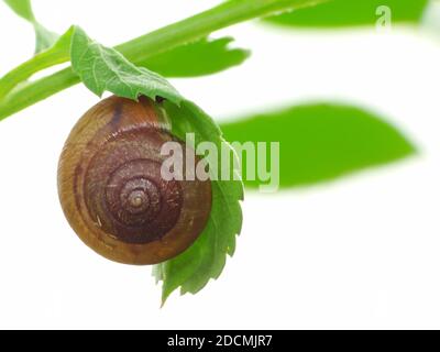 Les ancêtres des escargots sont l’un des plus anciens types d’animaux connus au monde. Il y a des preuves fossiles qui remontent à 500 millions d'années Banque D'Images