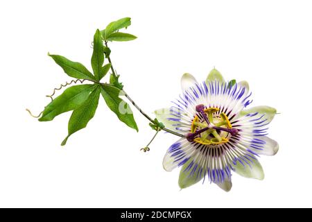 Passiflower de Passiflora isolé sur fond blanc. Grande belle fleur. Une branche de creepers. Banque D'Images