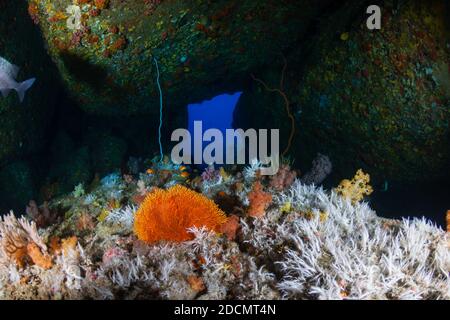 Un petit tunnel sur un récif de corail sous-marin plein de beaux coraux colorés Banque D'Images