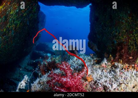 Un petit tunnel sur un récif de corail sous-marin plein de beaux coraux colorés Banque D'Images