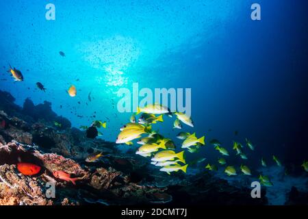 École de coloré 5 lined Sapper sur un corail tropical récif dans la mer d'Andaman Banque D'Images