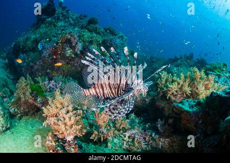 Poissons-lions prédateurs sur un récif de corail tropical sombre. Banque D'Images