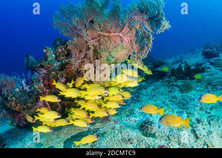 École de coloré 5 lined Sapper sur un corail tropical récif dans la mer d'Andaman Banque D'Images