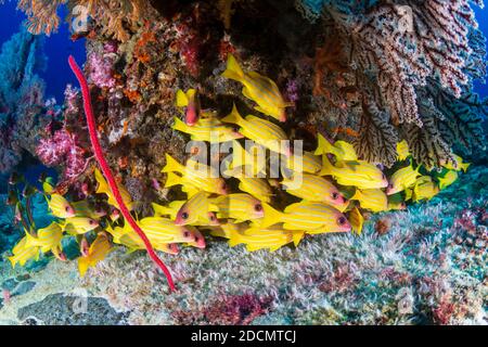 École de coloré 5 lined Sapper sur un corail tropical récif dans la mer d'Andaman Banque D'Images