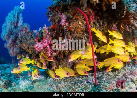 L'école de Blue Stripe Snapper sous un habitacle couvert Beaux coraux doux (îles Similan) Banque D'Images