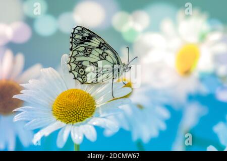 Carte de vœux de printemps avec papillon Galatea sur des pâquerettes et multicolore arrière-plan Banque D'Images