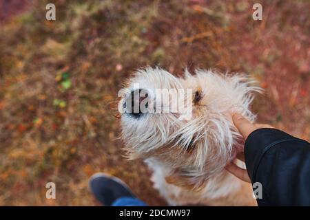 Homme chien d'animal. Le chien marche avec le propriétaire dans le parc. Marcher dans les montagnes avec un chiot. Banque D'Images