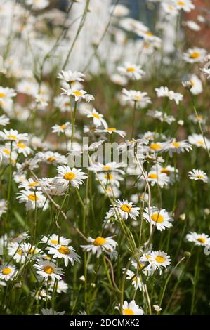 Prairie de fleurs sauvages de la plupart des Daisies Oxeye, Leucanthemum vulgare, dans un jardin domestique, Angleterre, Royaume-Uni Banque D'Images