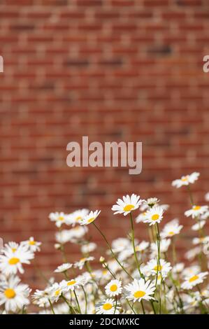 Oxeye Daisies, Leucanthemum vulgare, croissant dans un pré près d'un mur de briques rouges Banque D'Images