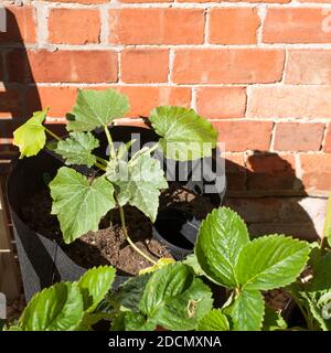 Jeune courgette «Coucourzelle» (Zucchini «Coucourzelle») plante poussant dans un semoir à côtés souples Banque D'Images