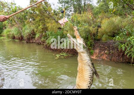 Un saut au crocodile d'eau salée pour un en-cas dans la rivière Adelaide, Darwin, Australie Banque D'Images