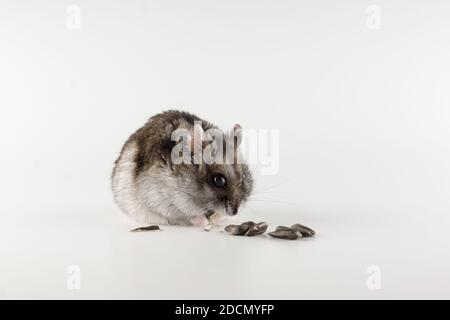 un petit hamster gris mange sur fond blanc Banque D'Images