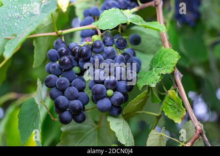 de belles grappes de raisins noirs violets sont accrochées à la vigne en été dans le jardin. Banque D'Images