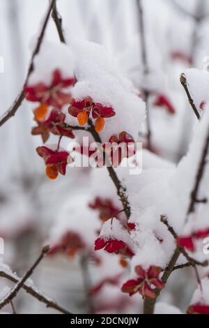 Gros plan du fruit mûr de la broche (Euonymus sp.), divisé ouvert pour révéler les graines et recouvert de neige. Banque D'Images