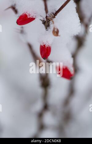 Branche de Berberis thunbergii avec des fruits couverts de neige. Banque D'Images