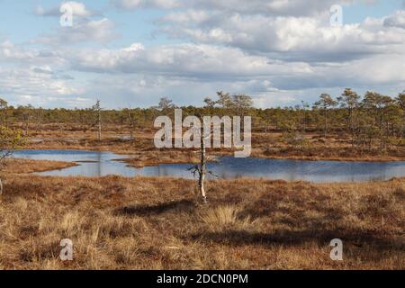 Swamp Kakerdaja en Estonie à l'automne. Le marais est équipé de sentiers de randonnée en bois. Banque D'Images