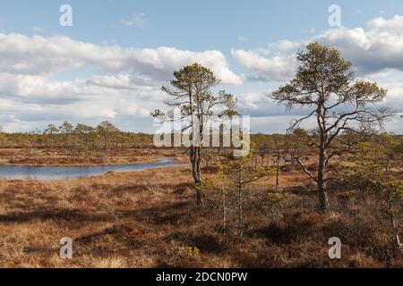 Swamp Kakerdaja en Estonie à l'automne. Le marais est équipé de sentiers de randonnée en bois. Banque D'Images