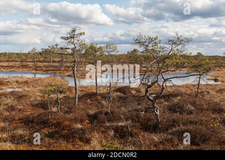 Swamp Kakerdaja en Estonie à l'automne. Le marais est équipé de sentiers de randonnée en bois. Banque D'Images