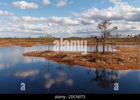 Swamp Kakerdaja en Estonie à l'automne. Le marais est équipé de sentiers de randonnée en bois. Banque D'Images