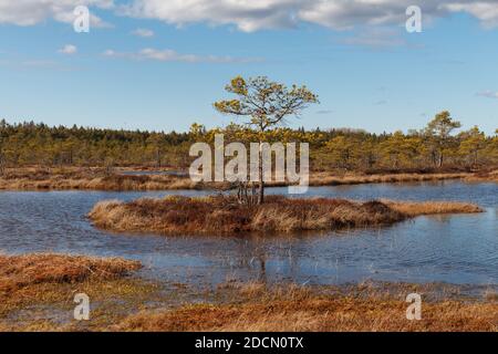 Swamp Kakerdaja en Estonie à l'automne. Le marais est équipé de sentiers de randonnée en bois. Banque D'Images