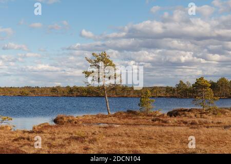Swamp Kakerdaja en Estonie à l'automne. Le marais est équipé de sentiers de randonnée en bois. Banque D'Images
