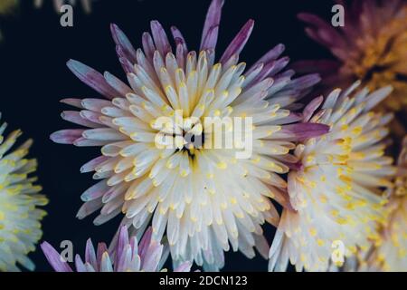 Belles fleurs violet et blanc Banque D'Images