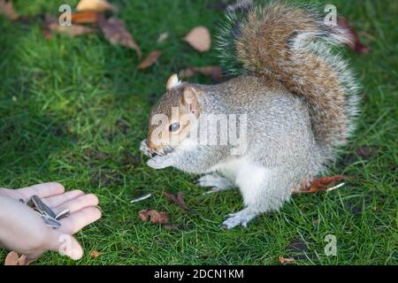 UK Weather, Londres, 22 novembre 2020 : un dimanche ensoleillé à Londres, les gens affluent vers Holland Park, où une jeune femme a nourri des graines de tournesol à un écureuil. Anna Watson/Alay Live News Banque D'Images