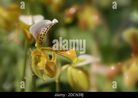 Fleurs de Paphiopedilum gratrixianum, fleur d'orchidée de Lady's Slipper sur une végétation floue fond naturel Banque D'Images