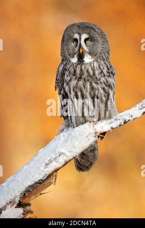 Le grand hibou gris ou grand hibou gris (Strix nebulosa) est un hibou très grand, documenté comme la plus grande espèce de hibou au monde par longueur. Banque D'Images