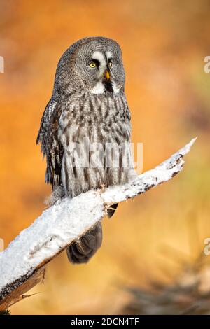 Le grand hibou gris ou grand hibou gris (Strix nebulosa) est un hibou très grand, documenté comme la plus grande espèce de hibou au monde par longueur. Banque D'Images