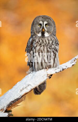 Le grand hibou gris ou grand hibou gris (Strix nebulosa) est un hibou très grand, documenté comme la plus grande espèce de hibou au monde par longueur. Banque D'Images