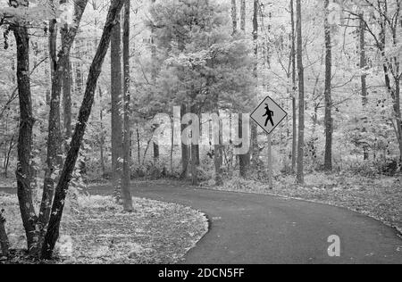 Un chemin à travers les bois où vous pourriez rencontrer des animaux étranges. Banque D'Images