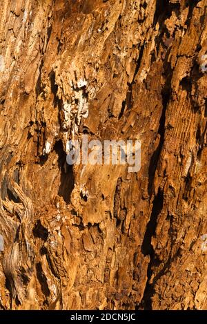 Gros plan d'un tronc d'arbre pourri dans les marais de Porlock, une partie du parc national d'Exmoor, Somerset, Angleterre, Royaume-Uni. Banque D'Images