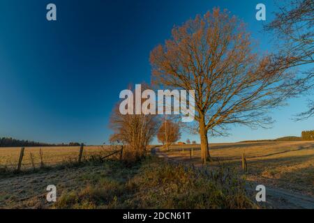 Arbres et chemin avec lever du soleil près du village de Rozmberk nad Vltavou dans le matin ensoleillé gelé Banque D'Images